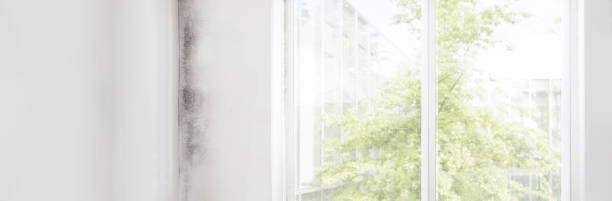 Best Mold Prevention Services  in Bluffton, IN